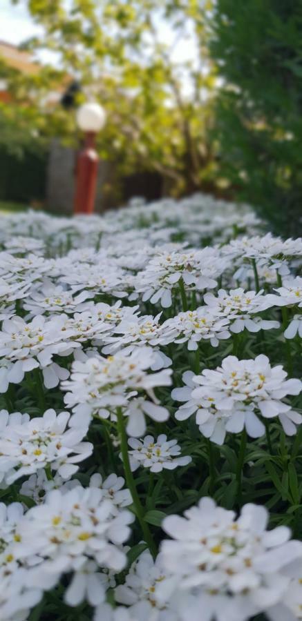 Apartma Jelka Novigrad Istria Dış mekan fotoğraf