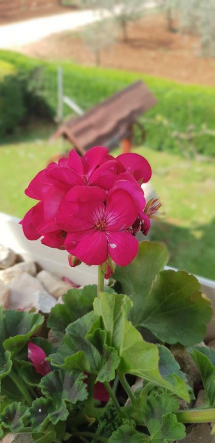 Apartma Jelka Novigrad Istria Dış mekan fotoğraf